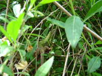 DSC07528